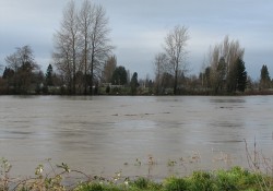 View Of The Skagit River From BrandQuery Office